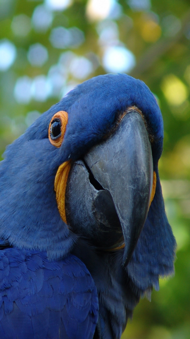 Guacamayo Azul y Negro en Fotografía de Cerca. Wallpaper in 750x1334 Resolution