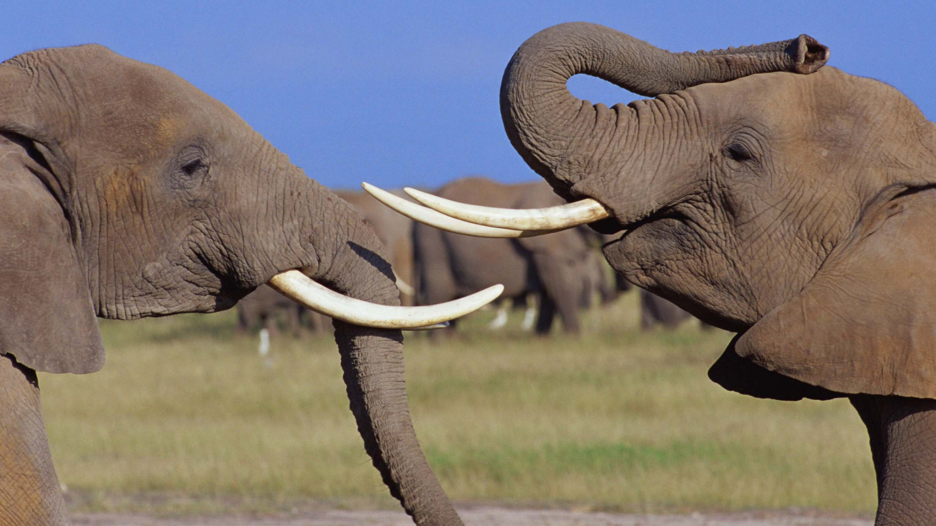大象和猛犸象, 陆地动物, 印度大象, 野生动物, 非洲象 壁纸 1366x768 允许