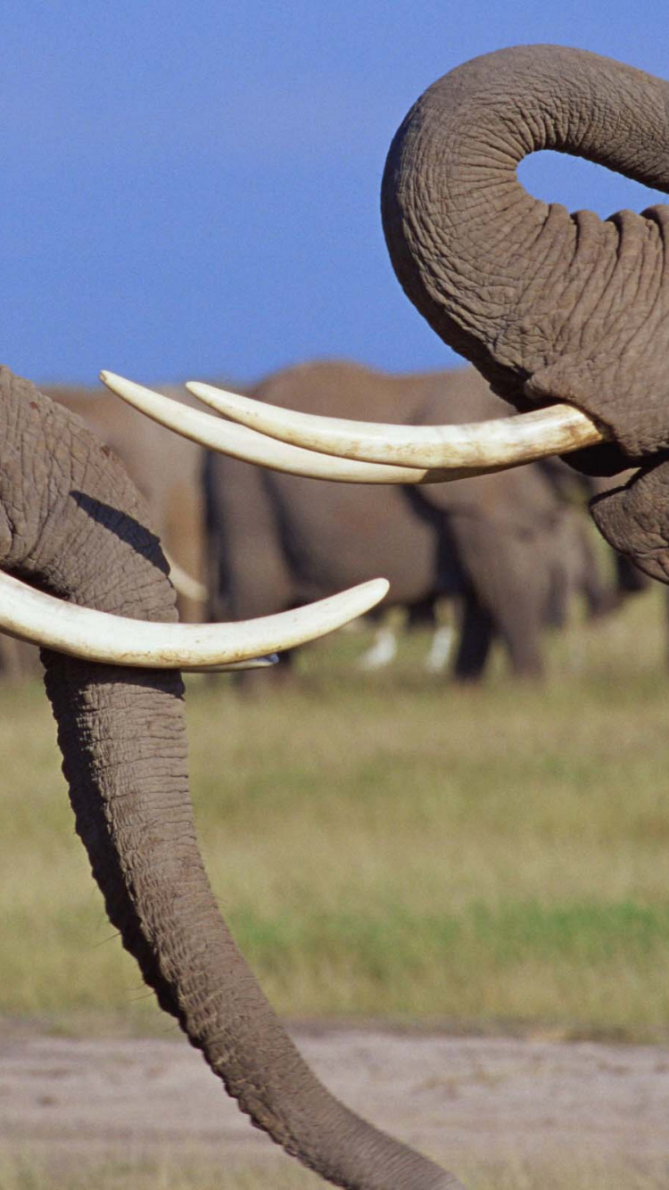 大象和猛犸象, 陆地动物, 印度大象, 野生动物, 非洲象 壁纸 750x1334 允许