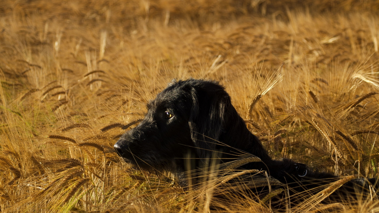 Schwarzer Kurzer Mantel Großer Hund, Der Tagsüber Auf Einer Braunen Wiese Liegt. Wallpaper in 1280x720 Resolution