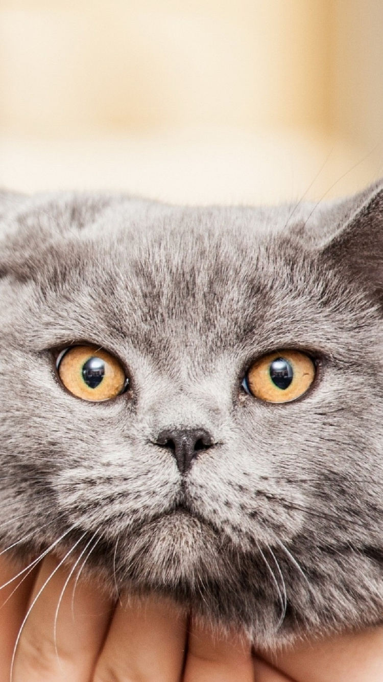 Chat Bleu Russe Sur la Main de Personnes. Wallpaper in 750x1334 Resolution