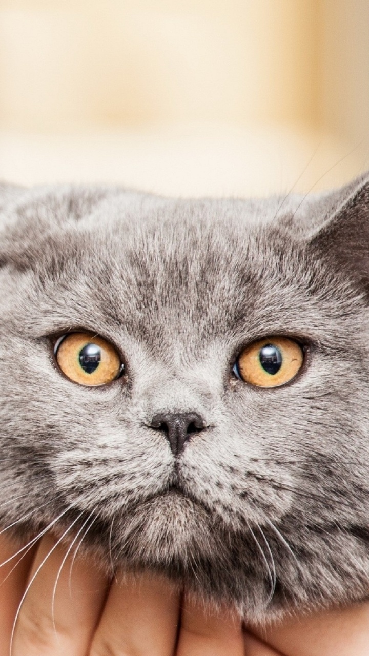 Russian Blue Cat on Persons Hand. Wallpaper in 720x1280 Resolution