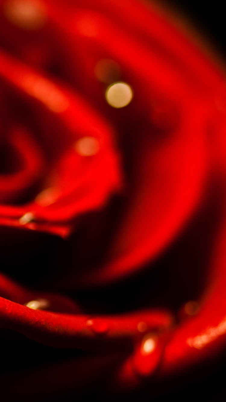 Rose, Garten Rosen, Blütenblatt, Hybrid Tea Rose, Unterhaltung. Wallpaper in 750x1334 Resolution