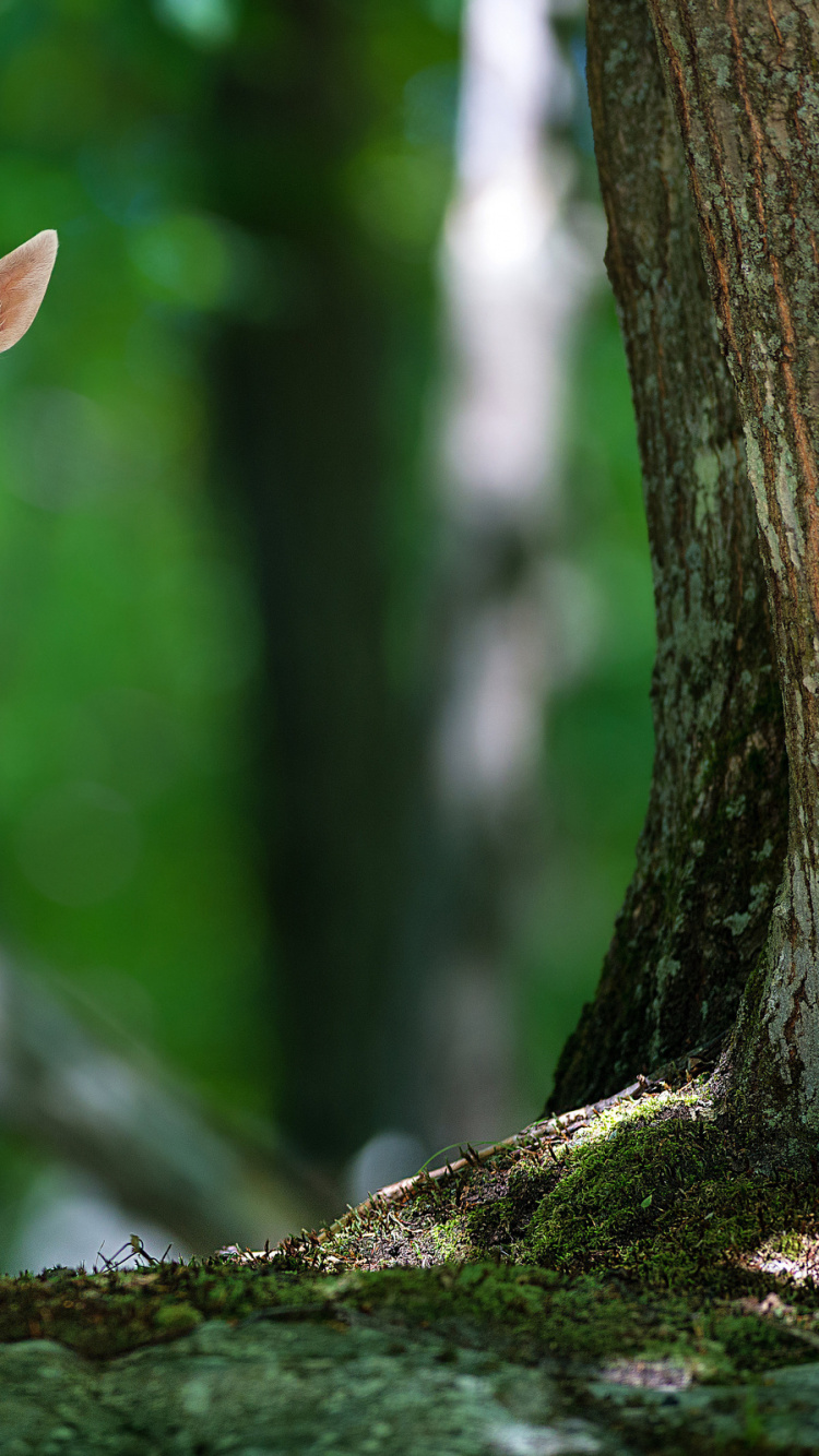 Ciervo Marrón y Blanco Sobre Roca Negra. Wallpaper in 750x1334 Resolution