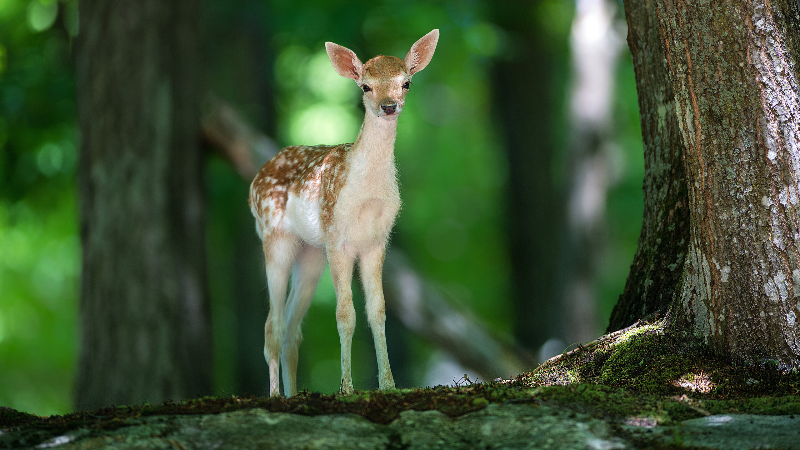 Brown and White Deer on Black Rock. Wallpaper in 2560x1440 Resolution