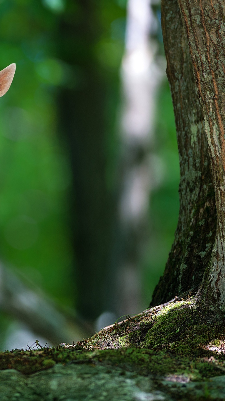 Braunes Und Weißes Reh Auf Schwarzem Felsen. Wallpaper in 720x1280 Resolution