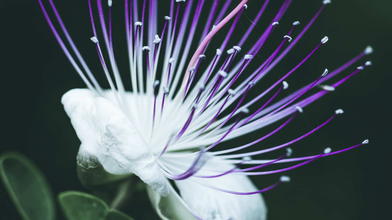 Flor Blanca en Lente Macro. Wallpaper in 1366x768 Resolution