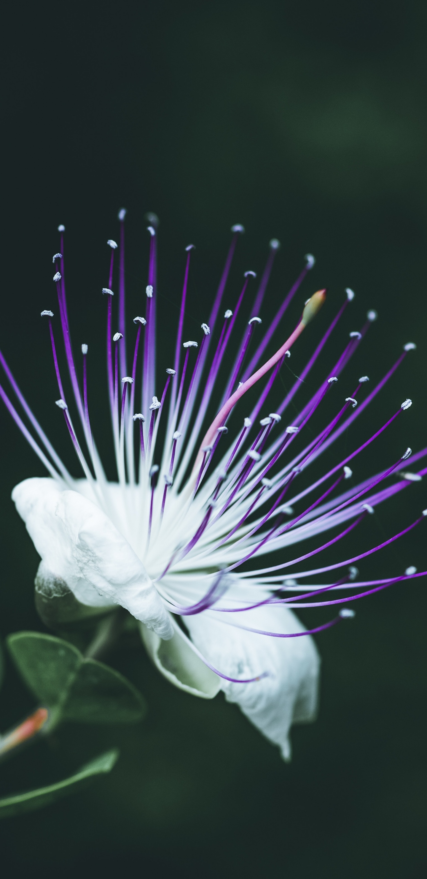 Weiße Blume in Makrolinse. Wallpaper in 1440x2960 Resolution