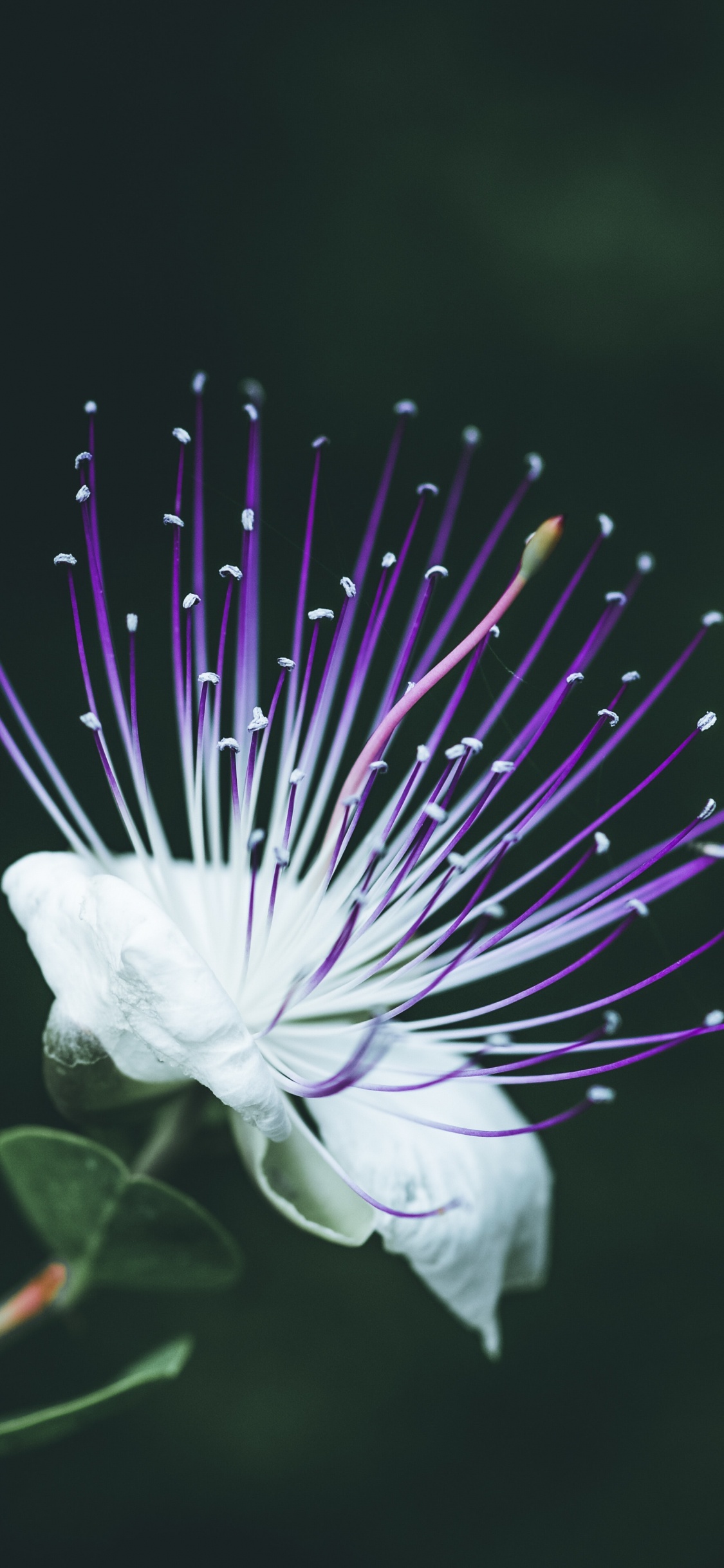 Fleur Blanche en Objectif Macro. Wallpaper in 1125x2436 Resolution