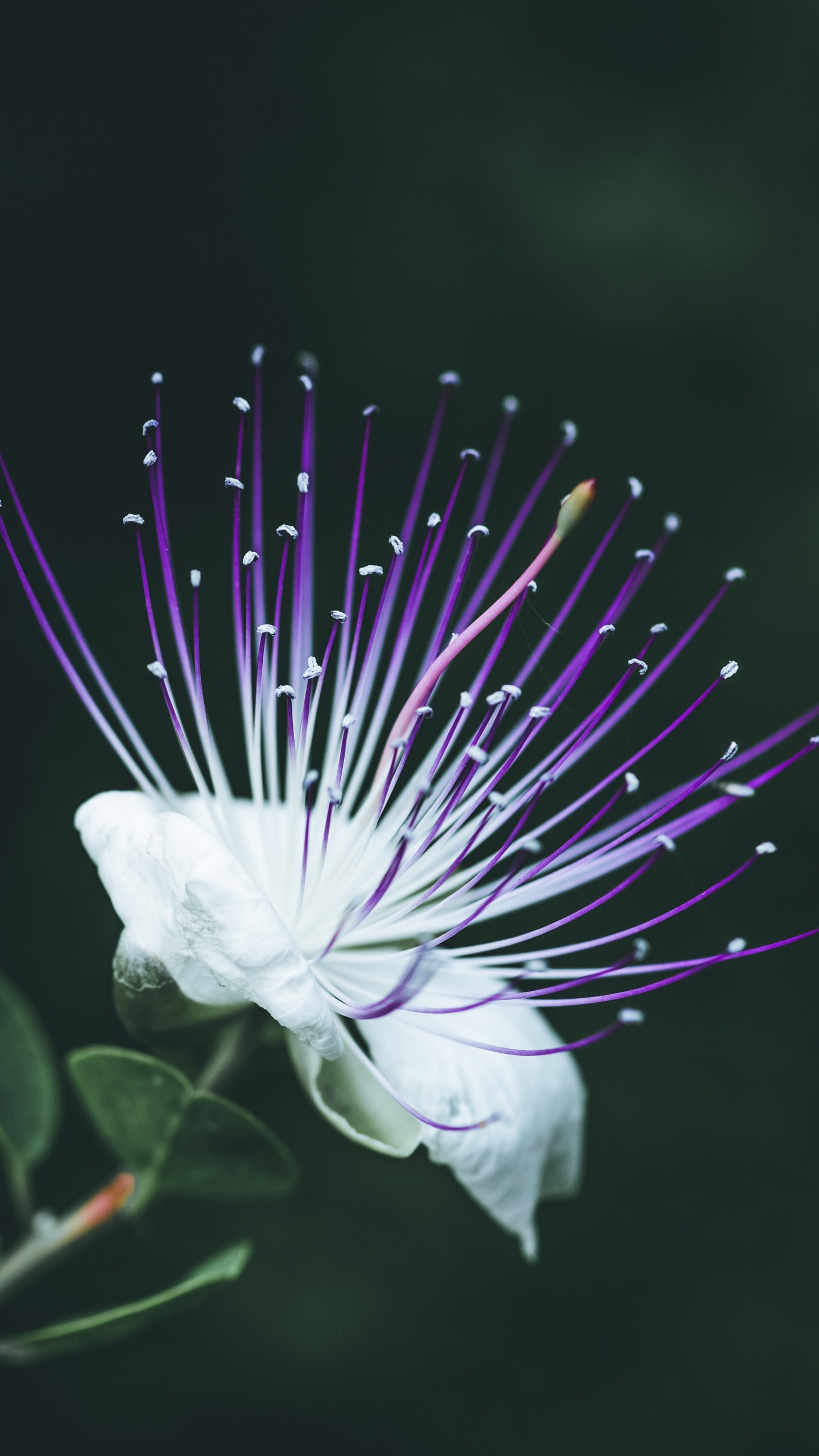 Fleur Blanche en Objectif Macro. Wallpaper in 1440x2560 Resolution