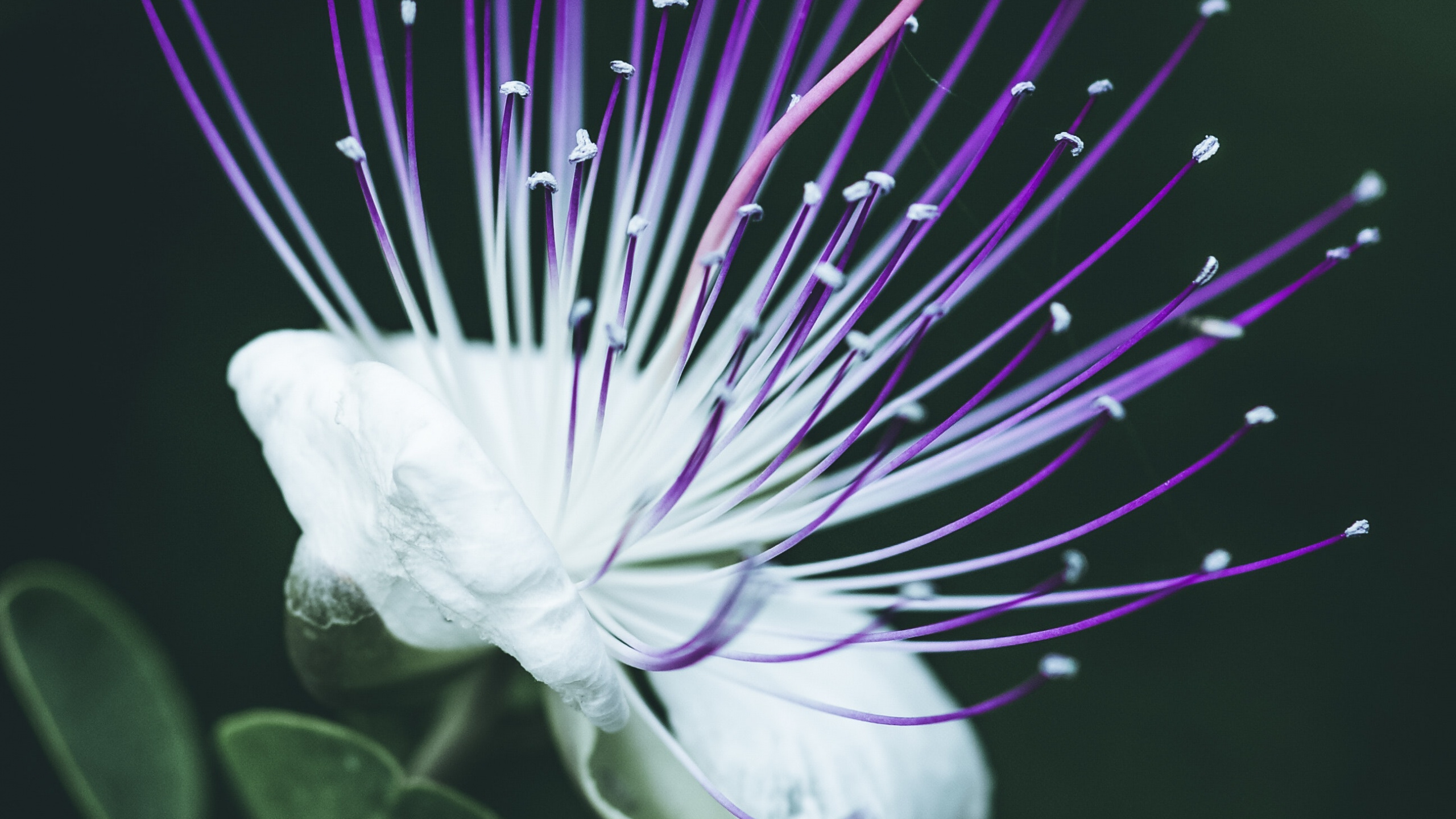 Fleur Blanche en Objectif Macro. Wallpaper in 2560x1440 Resolution