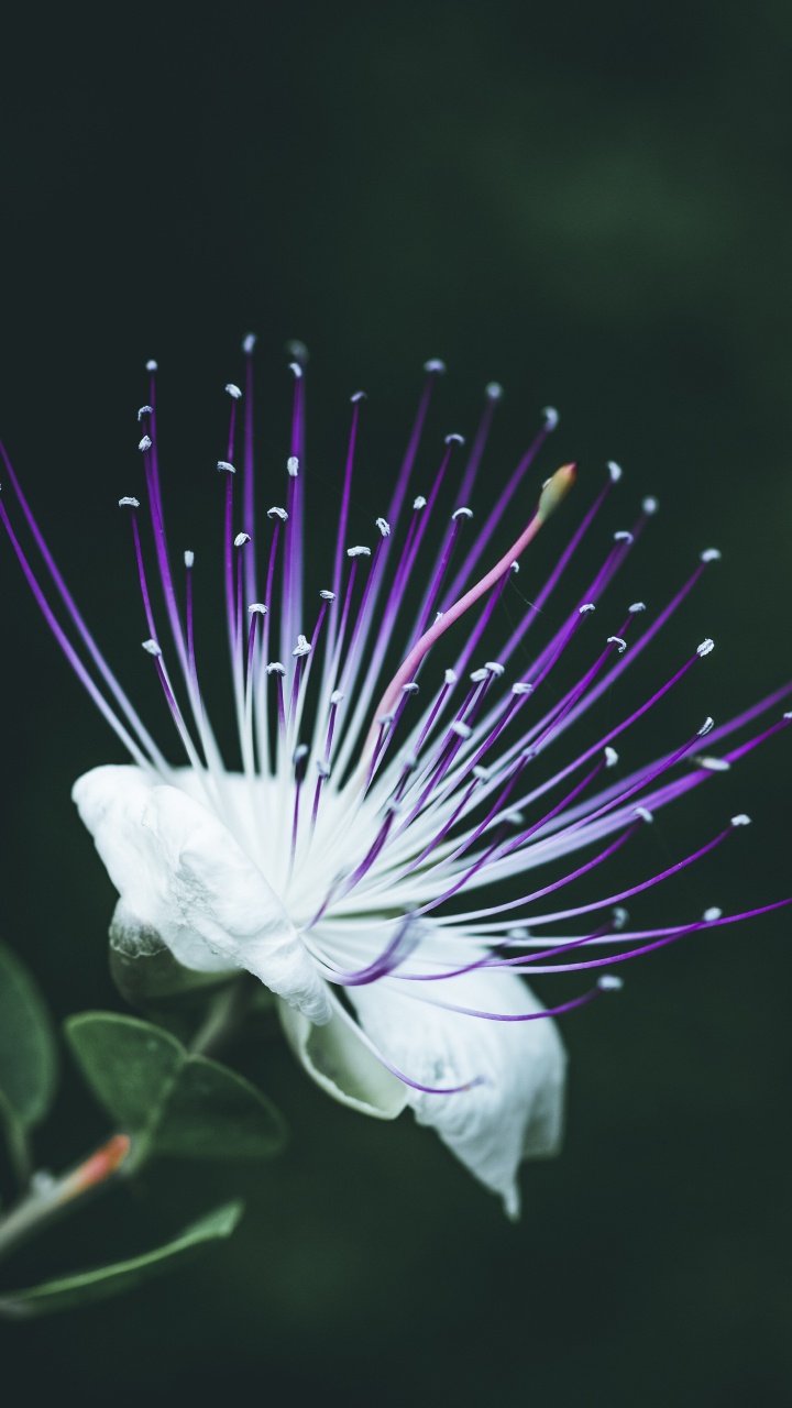 Fleur Blanche en Objectif Macro. Wallpaper in 720x1280 Resolution