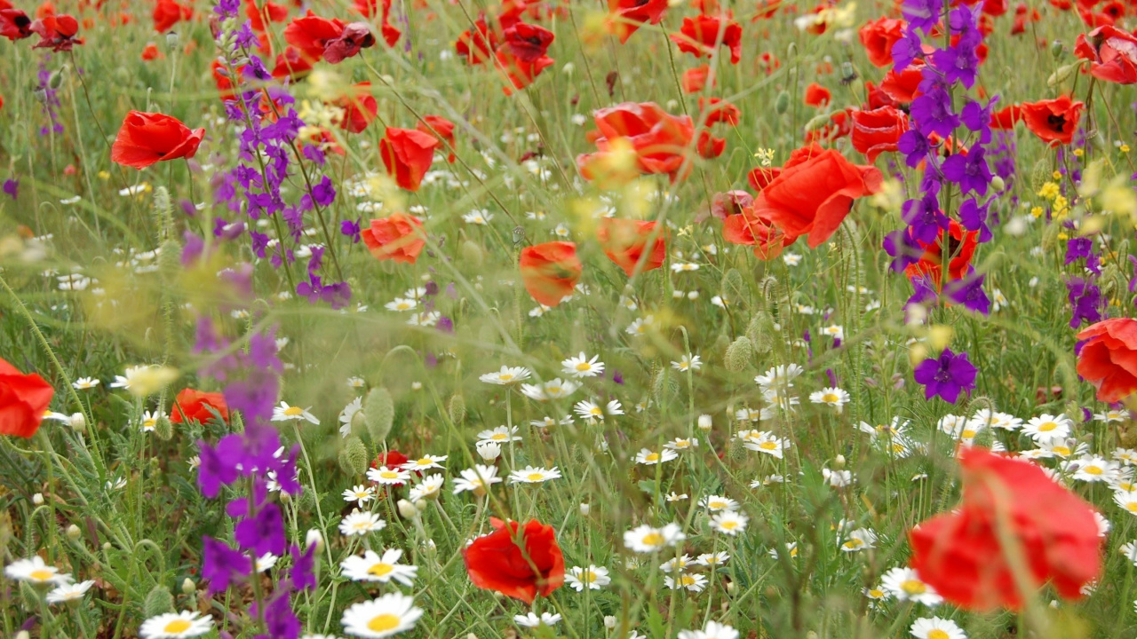 Red Flowers With Purple Flowers. Wallpaper in 1280x720 Resolution