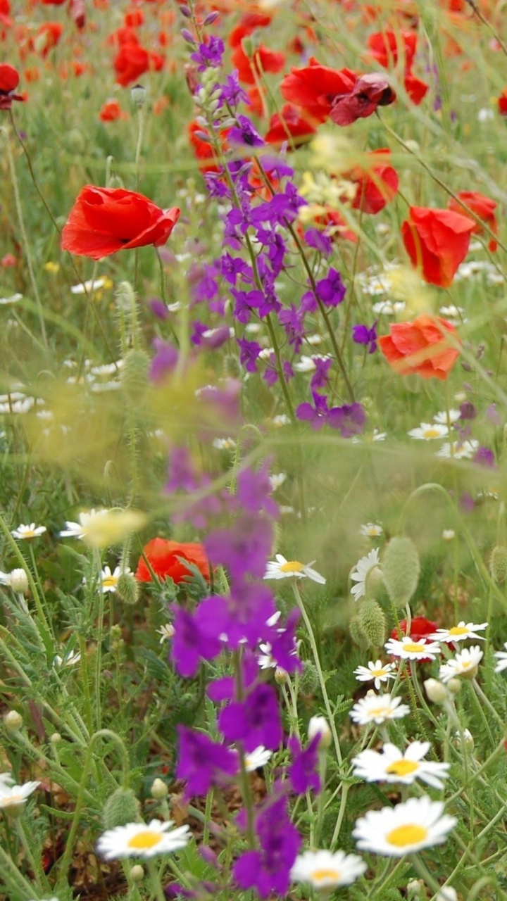 Rote Blumen Mit Lila Blumen. Wallpaper in 720x1280 Resolution