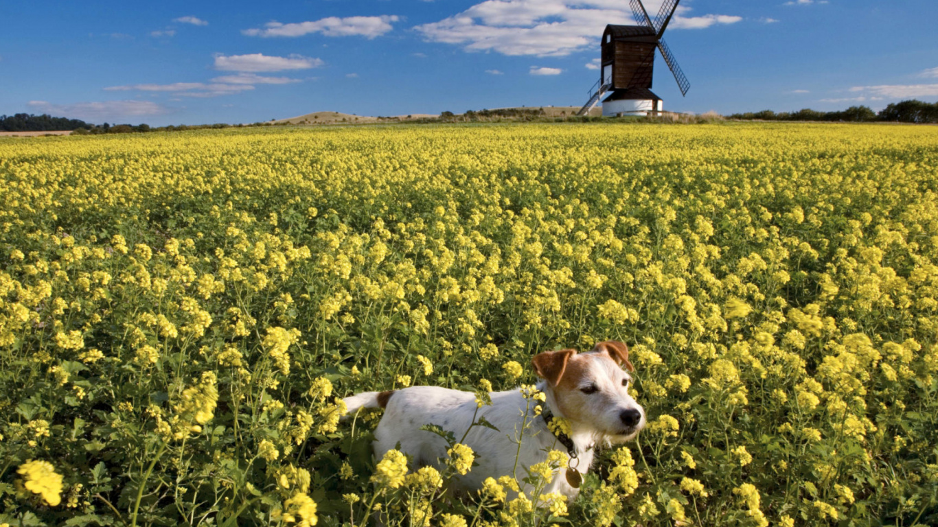 Champ de Chien, Chien, L'écorégion, Les Gens Dans la Nature, Green. Wallpaper in 1366x768 Resolution