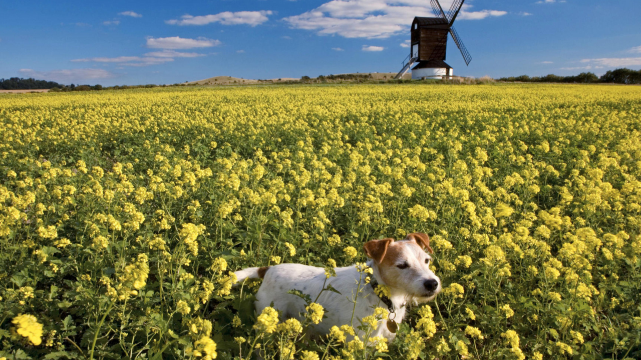 Hundefeld, Hund, Windmühle, Cloud, Ökoregion. Wallpaper in 1280x720 Resolution