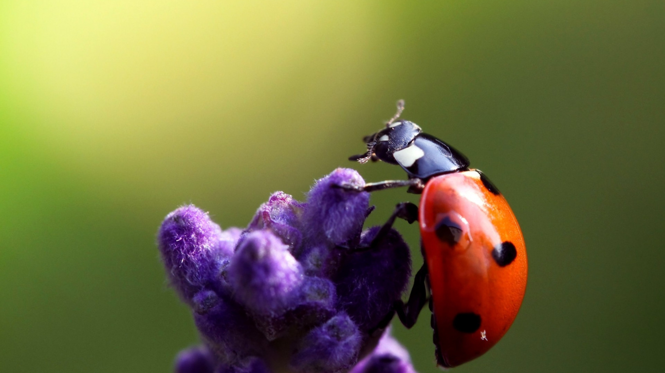 Coccinelle Rouge Perchée Sur Fleur Pourpre en Photographie Rapprochée Pendant la Journée. Wallpaper in 1366x768 Resolution