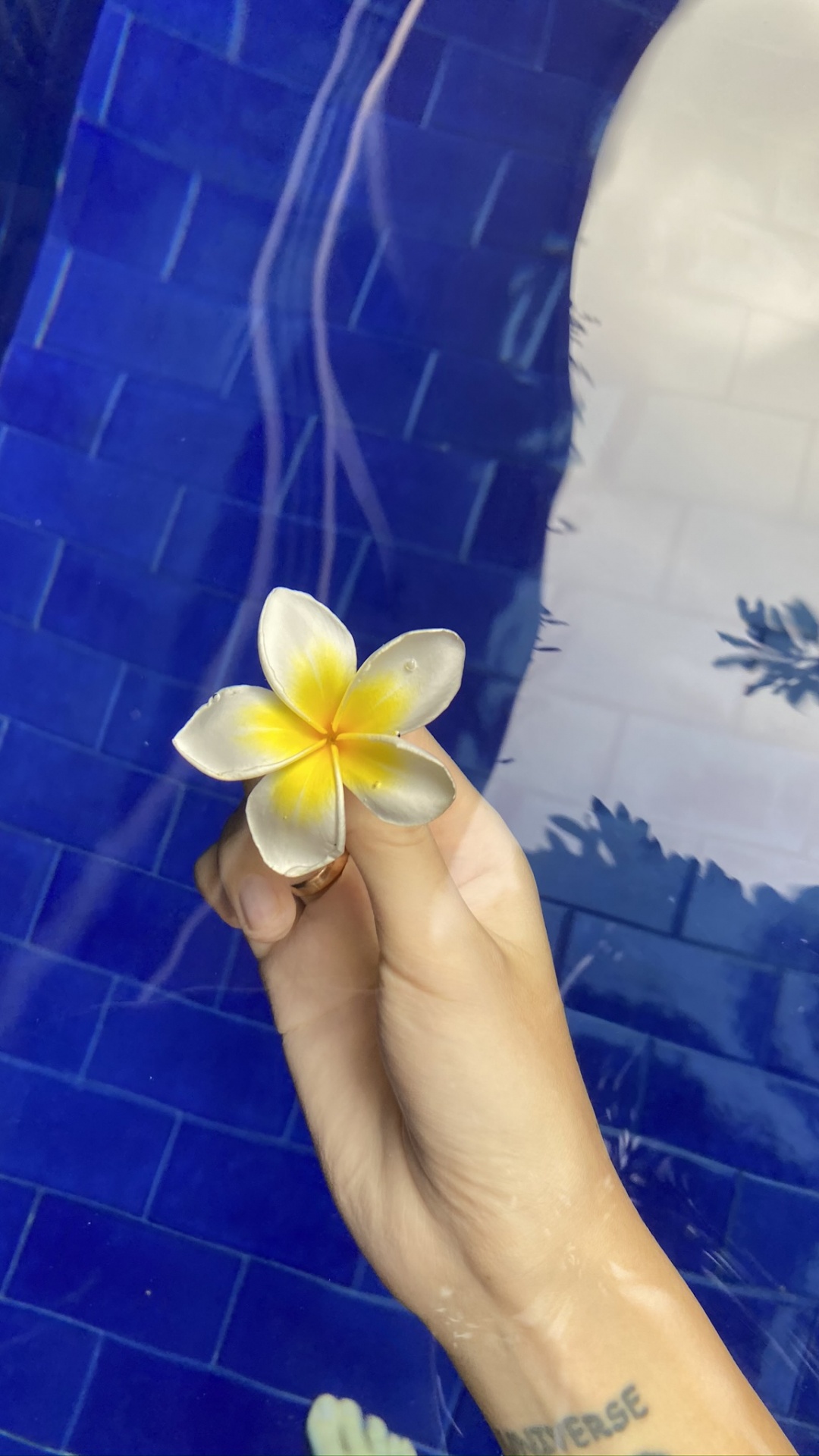 Kobaltblau, Blütenblatt, Frangipani, Majorelle-blau, Blühende Pflanze. Wallpaper in 1080x1920 Resolution