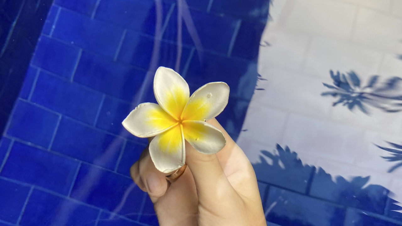 Kobaltblau, Blütenblatt, Frangipani, Majorelle-blau, Blühende Pflanze. Wallpaper in 1280x720 Resolution