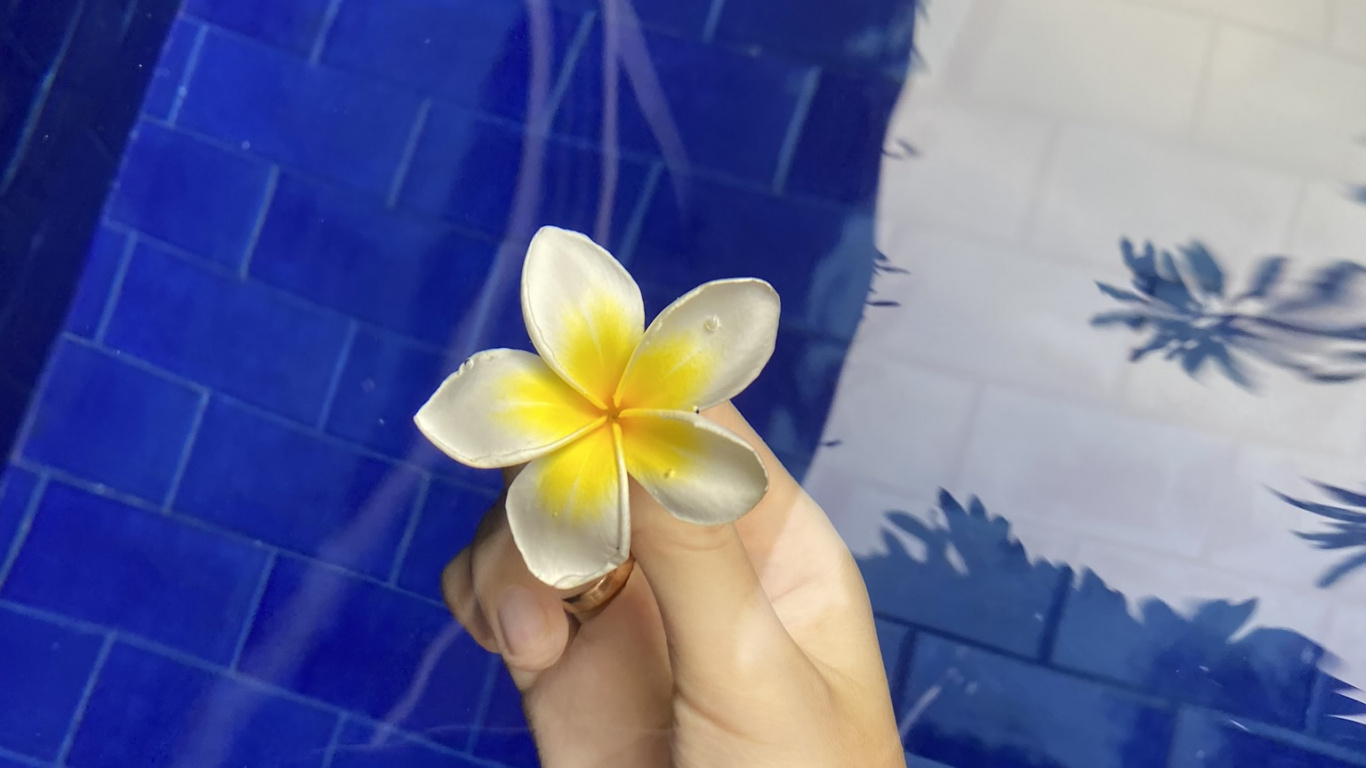 Kobaltblau, Blütenblatt, Frangipani, Majorelle-blau, Blühende Pflanze. Wallpaper in 1366x768 Resolution