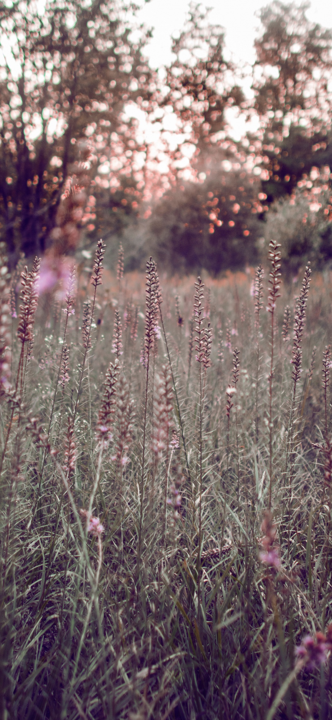 Purple Flower Field During Daytime. Wallpaper in 1125x2436 Resolution