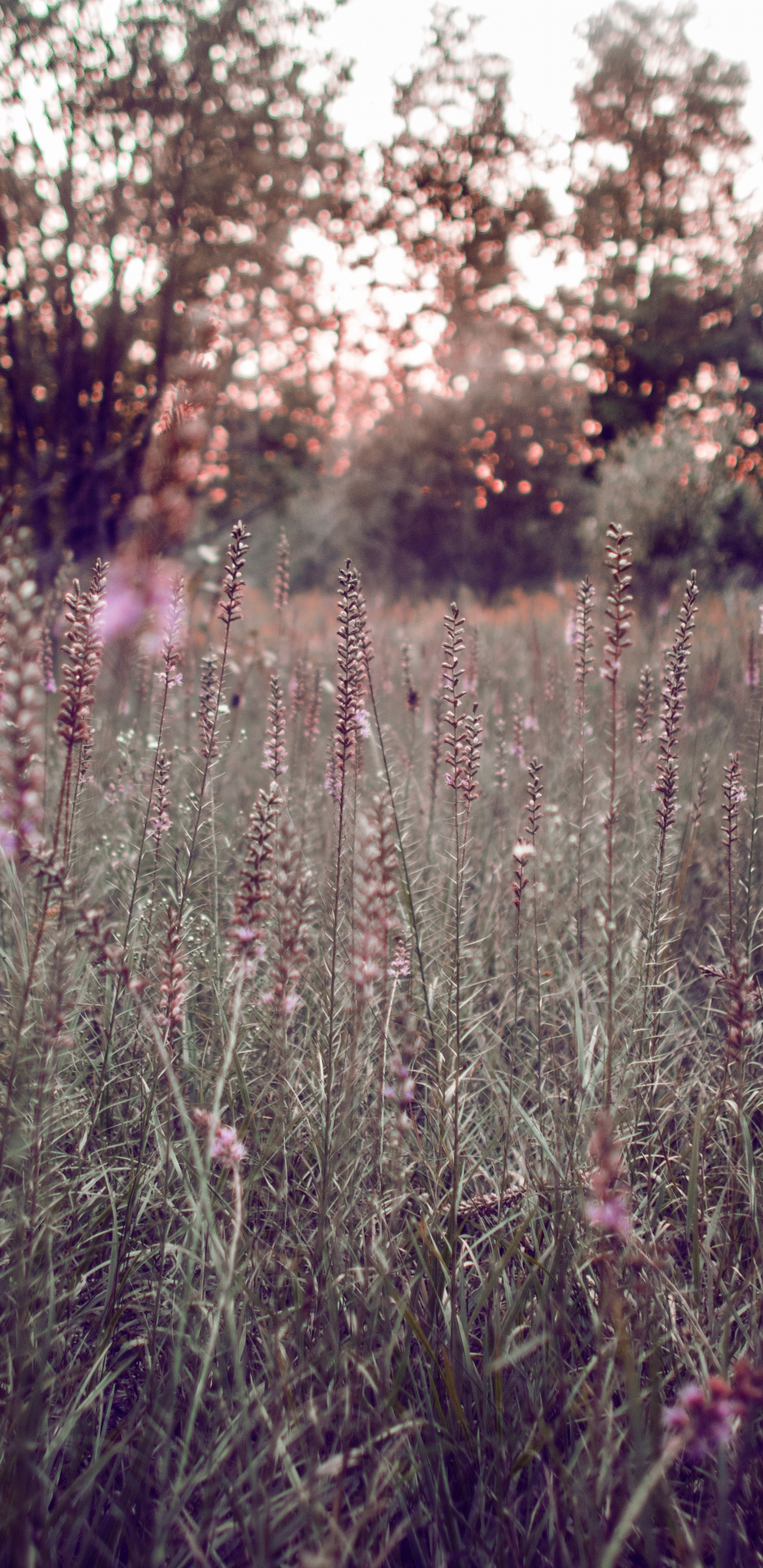 Purple Flower Field During Daytime. Wallpaper in 1440x2960 Resolution