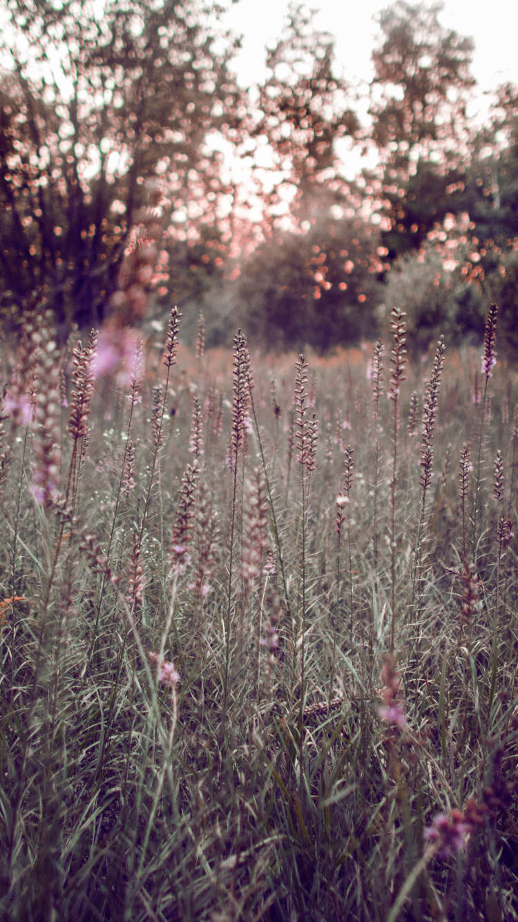 Purple Flower Field During Daytime. Wallpaper in 750x1334 Resolution