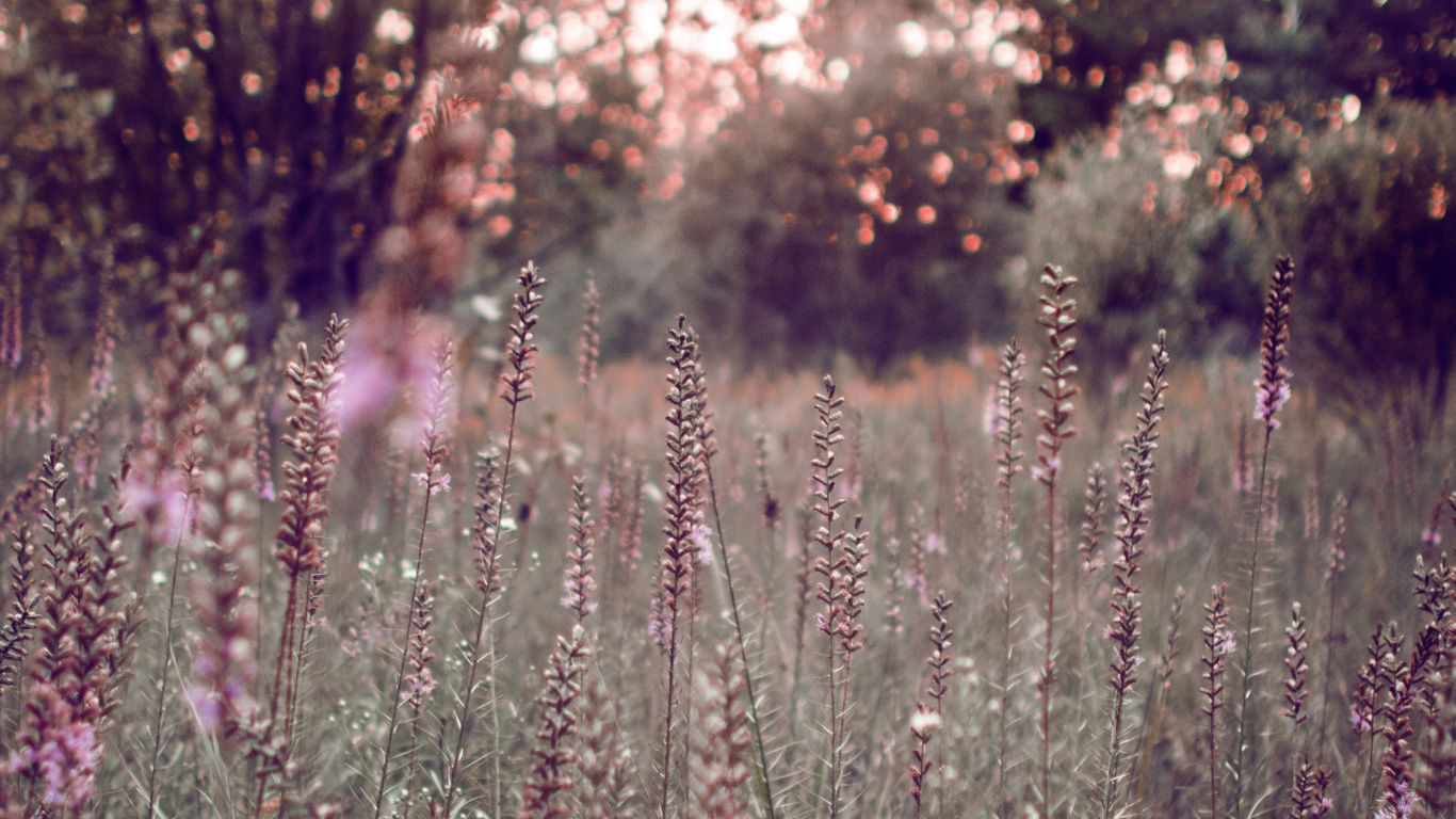 Champ de Fleurs Violettes Pendant la Journée. Wallpaper in 1366x768 Resolution