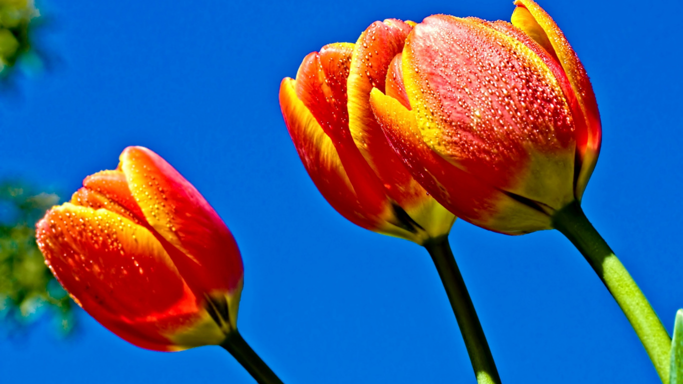 Red and Yellow Flower Bud. Wallpaper in 1366x768 Resolution