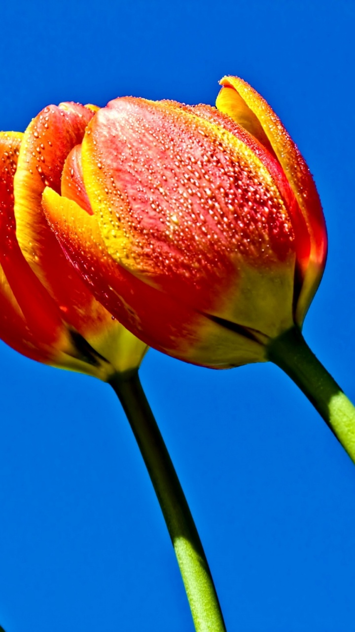 Bouton de Fleur Rouge et Jaune. Wallpaper in 720x1280 Resolution