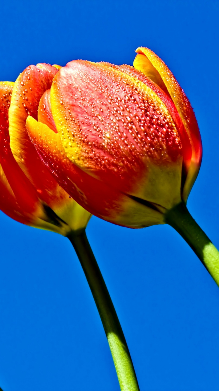 Bouton de Fleur Rouge et Jaune. Wallpaper in 750x1334 Resolution