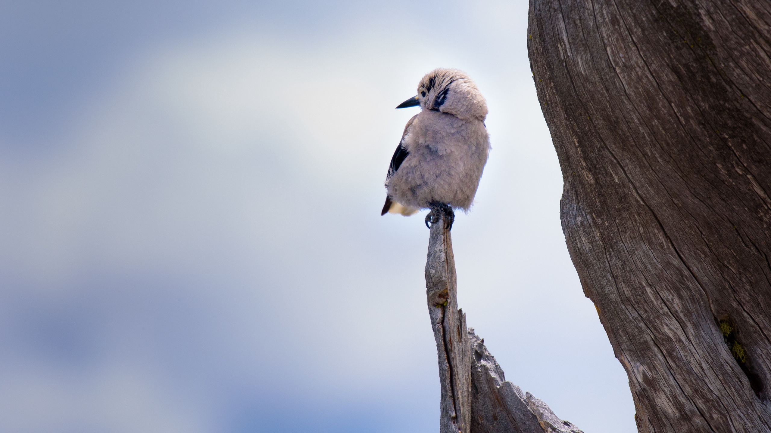 Oiseau Brun Perché Sur Une Branche D'arbre Brun. Wallpaper in 2560x1440 Resolution