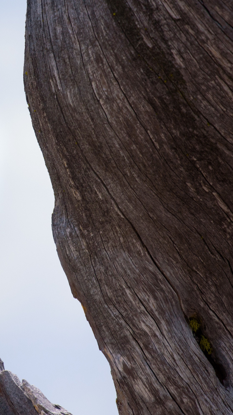 Brown Bird Perched on Brown Tree Branch. Wallpaper in 750x1334 Resolution