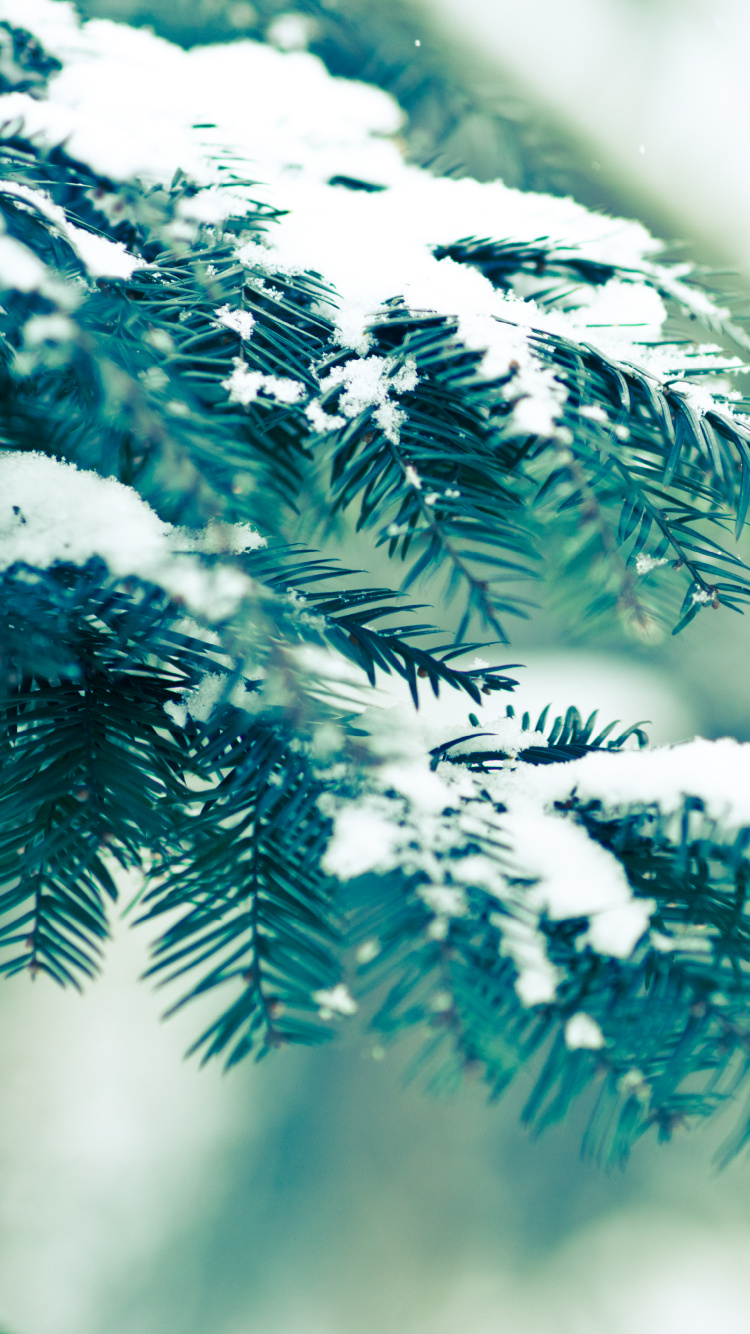 Pin Vert Couvert de Neige. Wallpaper in 750x1334 Resolution