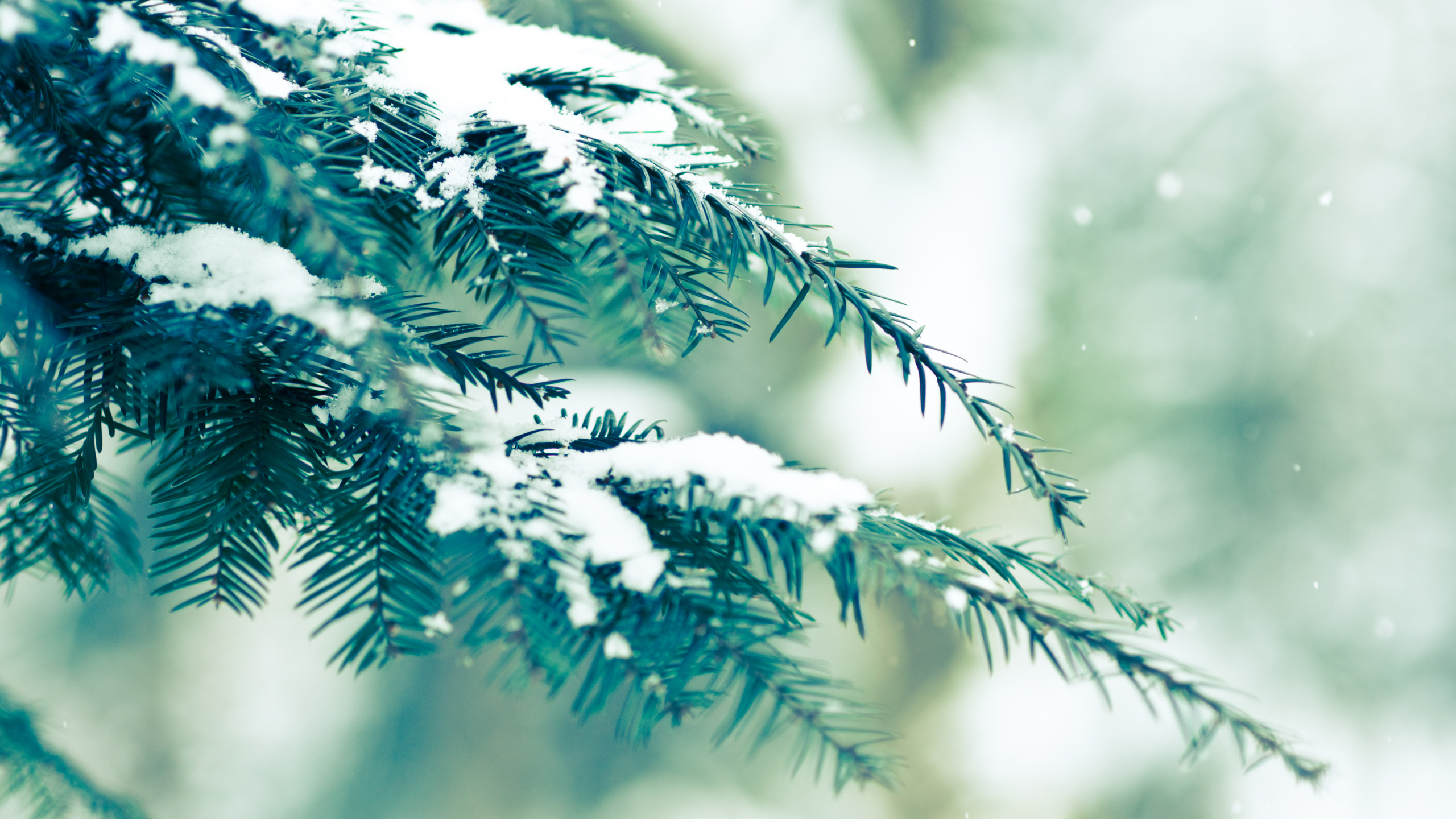 Pino Verde Cubierto de Nieve. Wallpaper in 2560x1440 Resolution