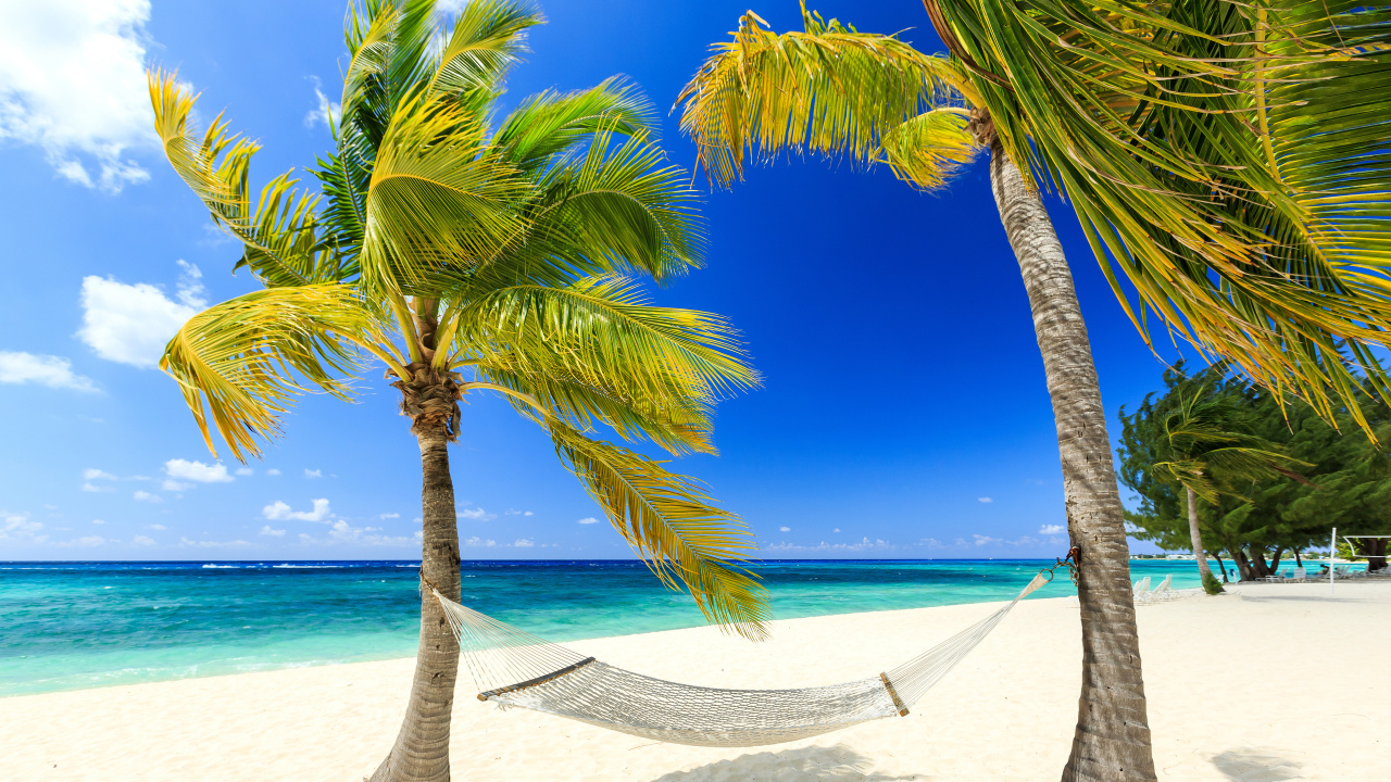 Palm Tree on Beach Shore During Daytime. Wallpaper in 1280x720 Resolution