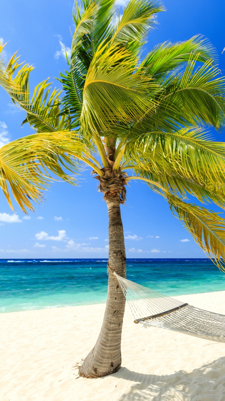 Palm Tree on Beach Shore During Daytime. Wallpaper in 720x1280 Resolution
