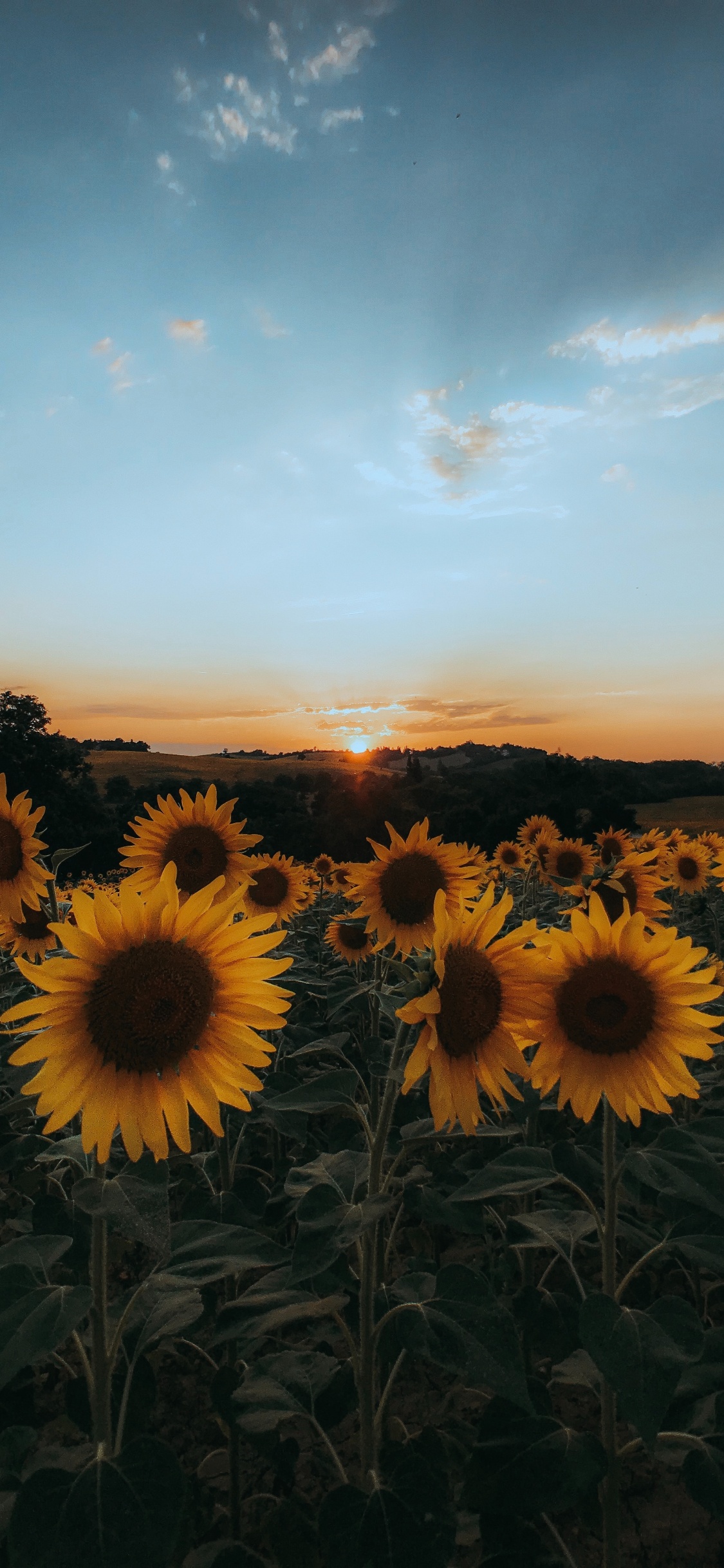 Girasol, Naturaleza, Amarillo, Amino, Odio. Wallpaper in 1125x2436 Resolution
