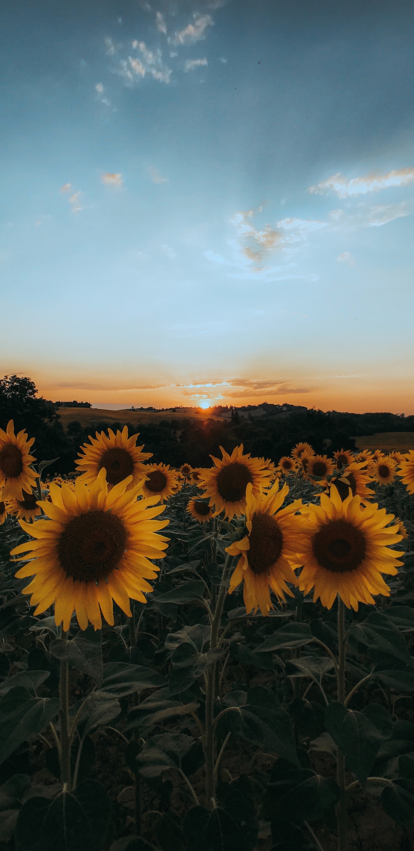 Sunflowers, Sonnenblume, Natur, Gelb, Cloud. Wallpaper in 1440x2960 Resolution