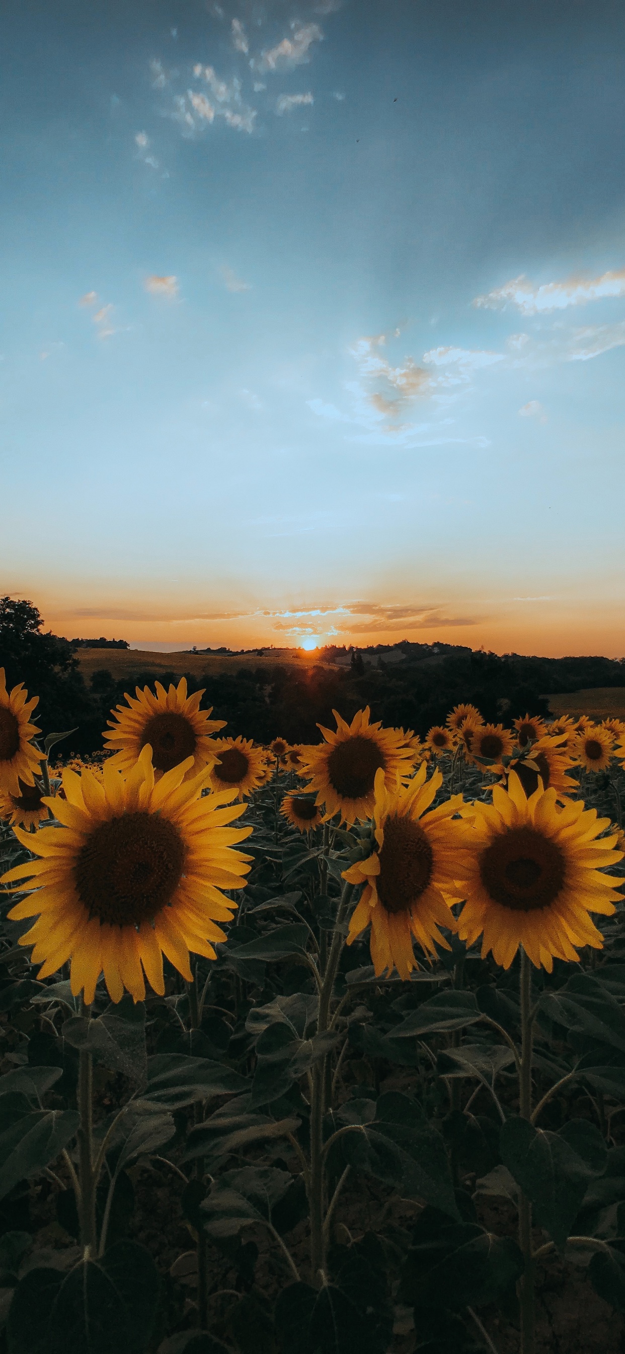 Sunflowers, Sunflower, Flower, Nature, Yellow. Wallpaper in 1242x2688 Resolution