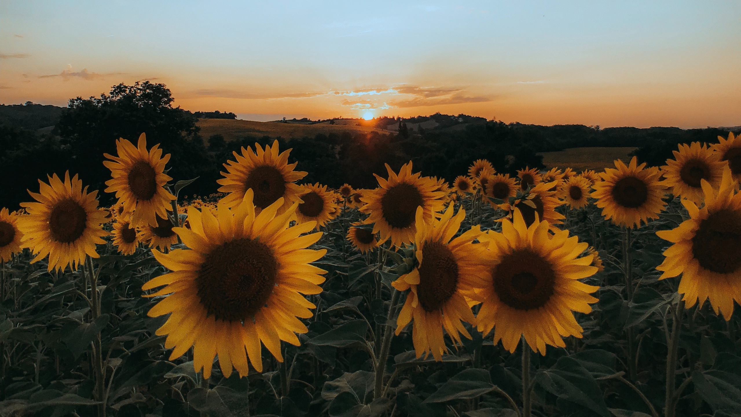 Sunflowers, Sunflower, Flower, Nature, Yellow. Wallpaper in 2560x1440 Resolution