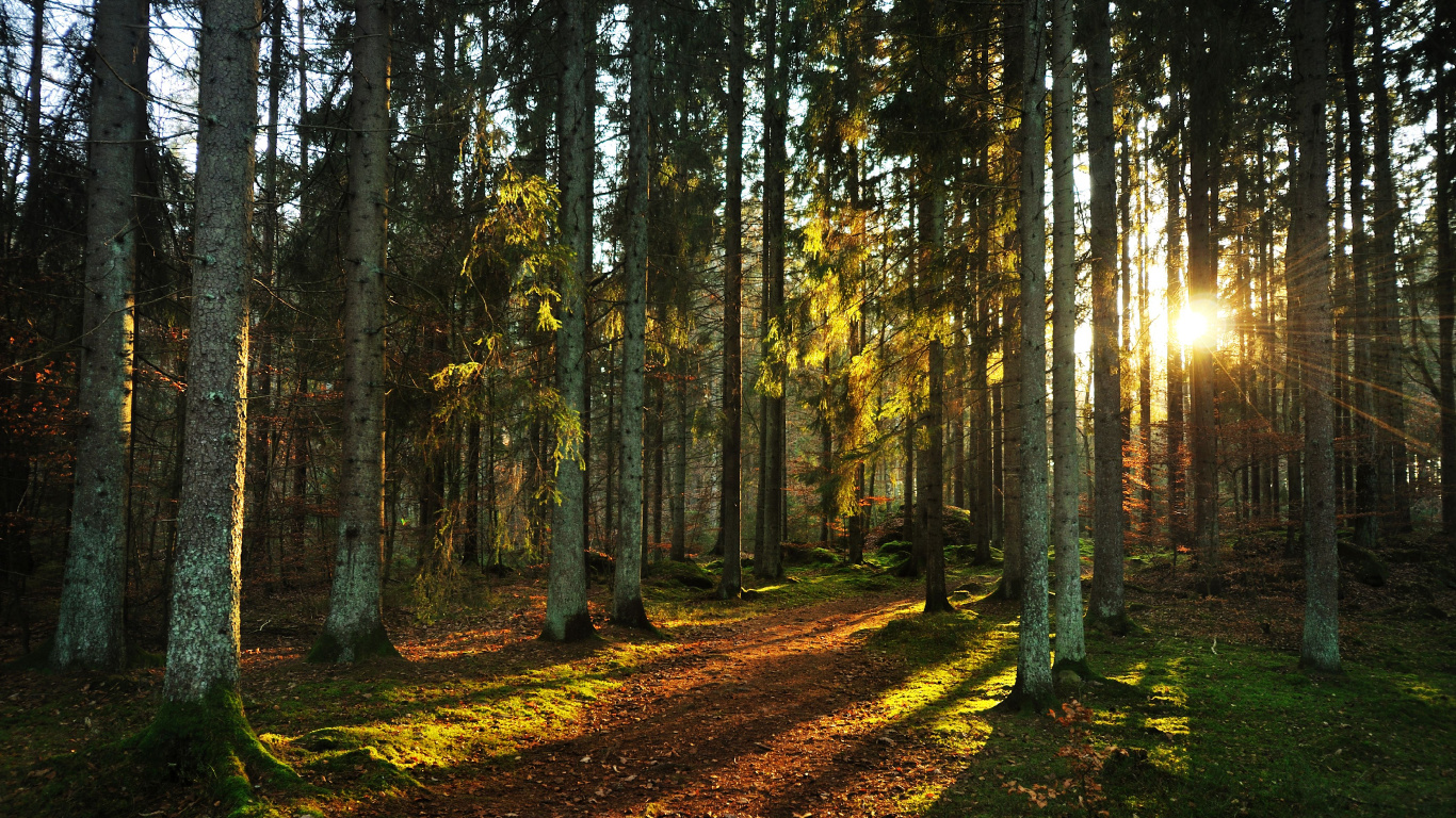 Tagsüber Braune Und Grüne Bäume. Wallpaper in 1366x768 Resolution
