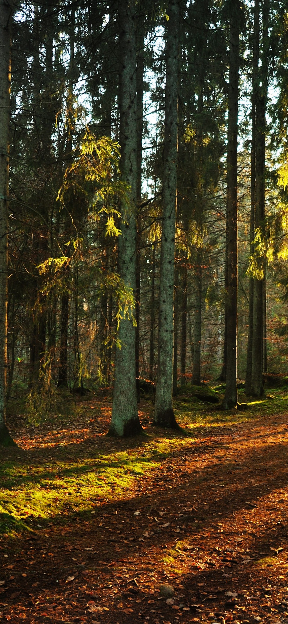 Brown and Green Trees During Daytime. Wallpaper in 1125x2436 Resolution