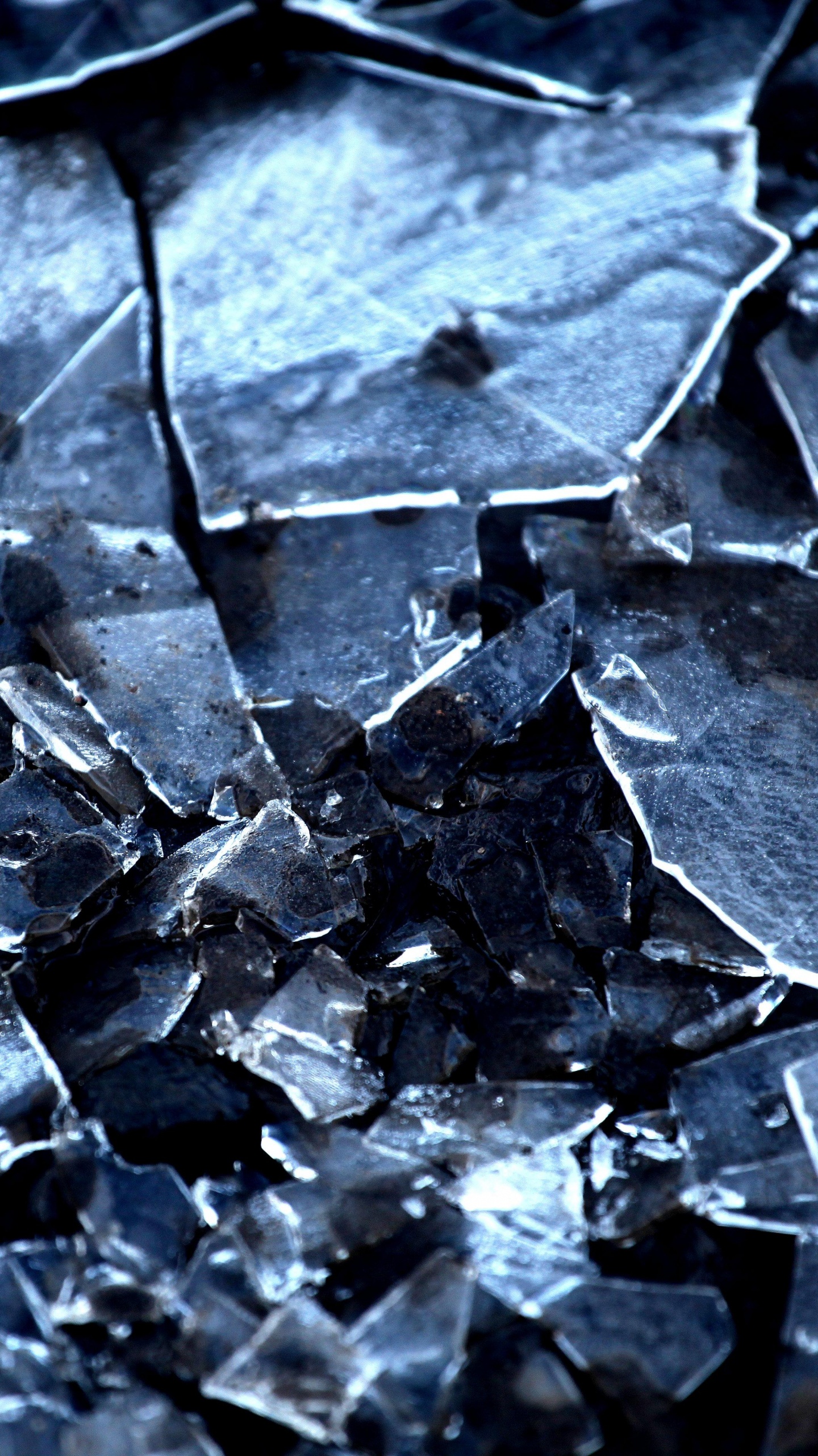 Foto en Escala de Grises de Hojas Secas. Wallpaper in 1440x2560 Resolution