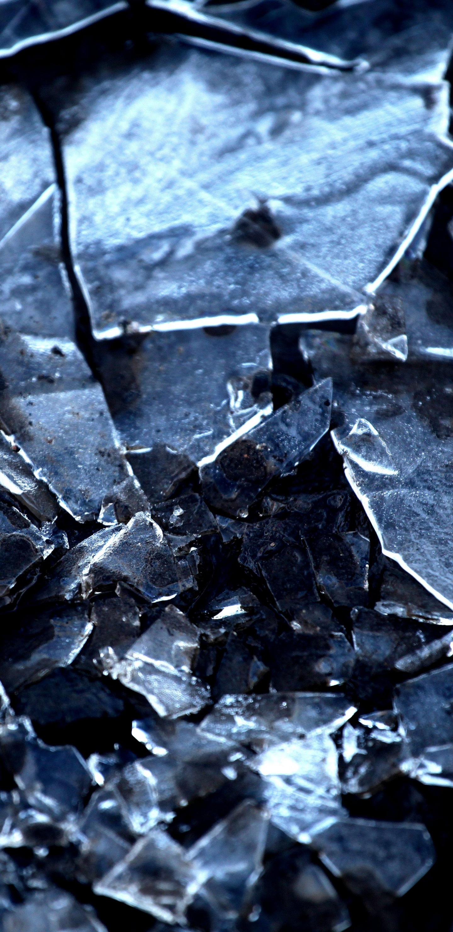 Foto en Escala de Grises de Hojas Secas. Wallpaper in 1440x2960 Resolution