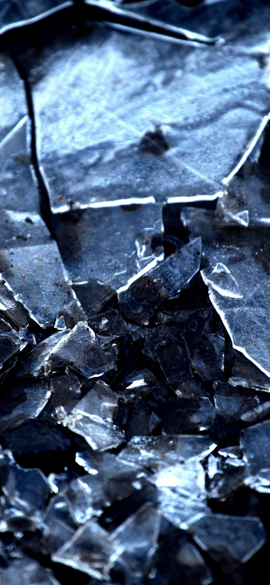 Graustufenfoto Von Getrockneten Blättern. Wallpaper in 1125x2436 Resolution