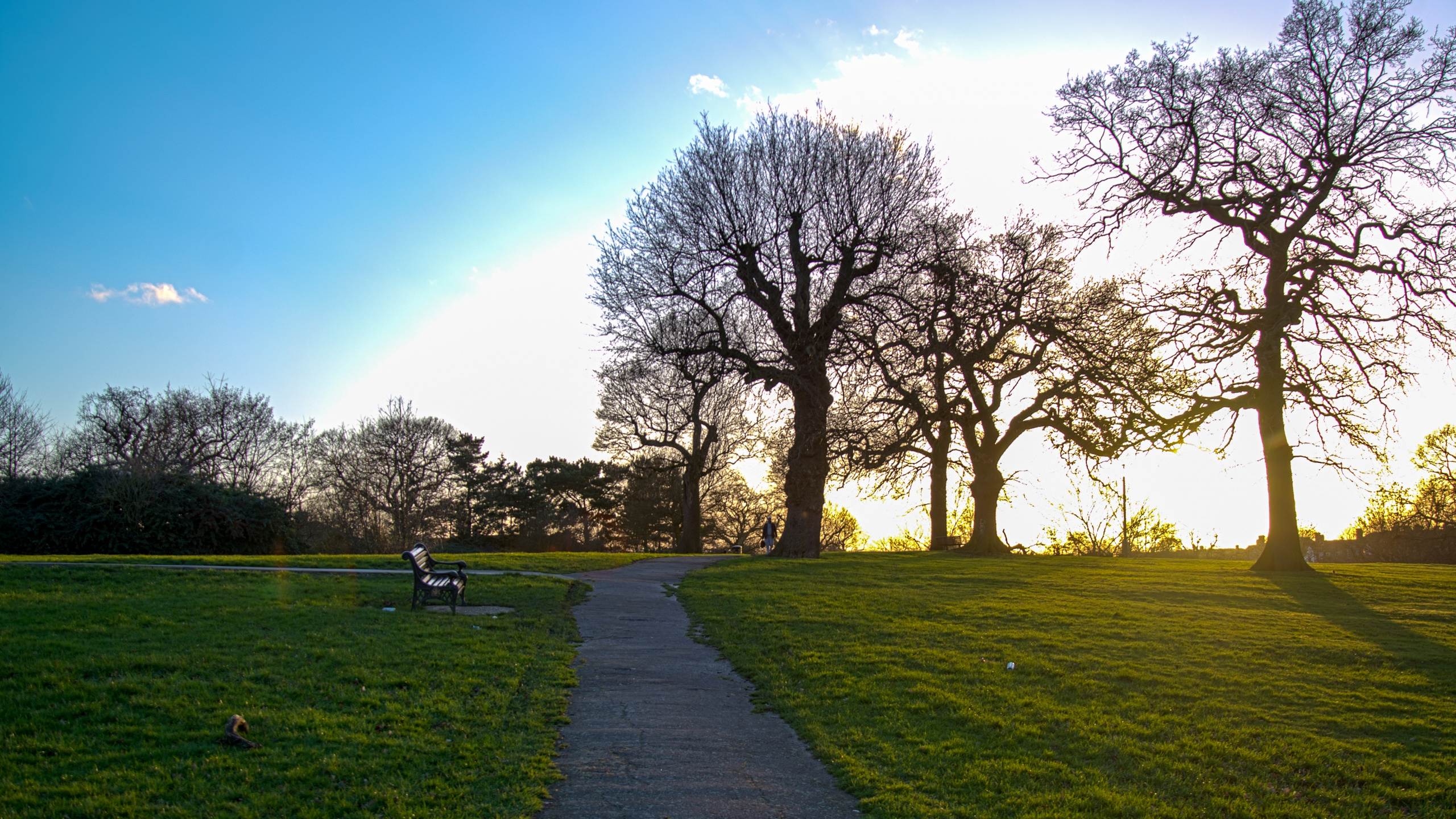 Nature, Natural Landscape, Green, Tree, Grass. Wallpaper in 2560x1440 Resolution