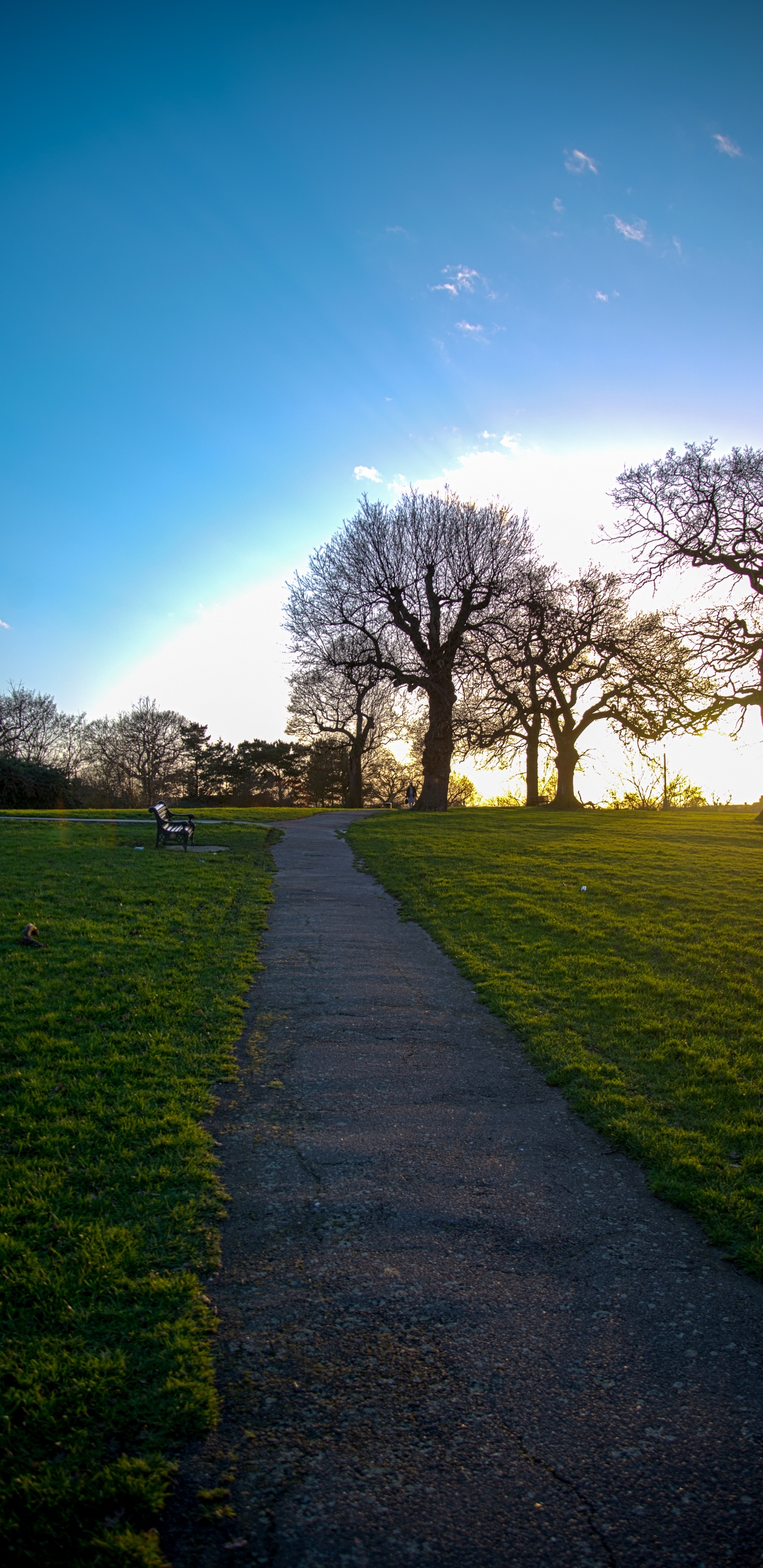 Nature, Paysage Naturel, Green, Matin, Printemps. Wallpaper in 1440x2960 Resolution