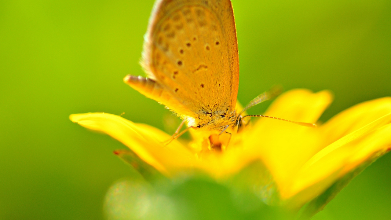 Papillon Brun Sur Fleur Jaune. Wallpaper in 1280x720 Resolution