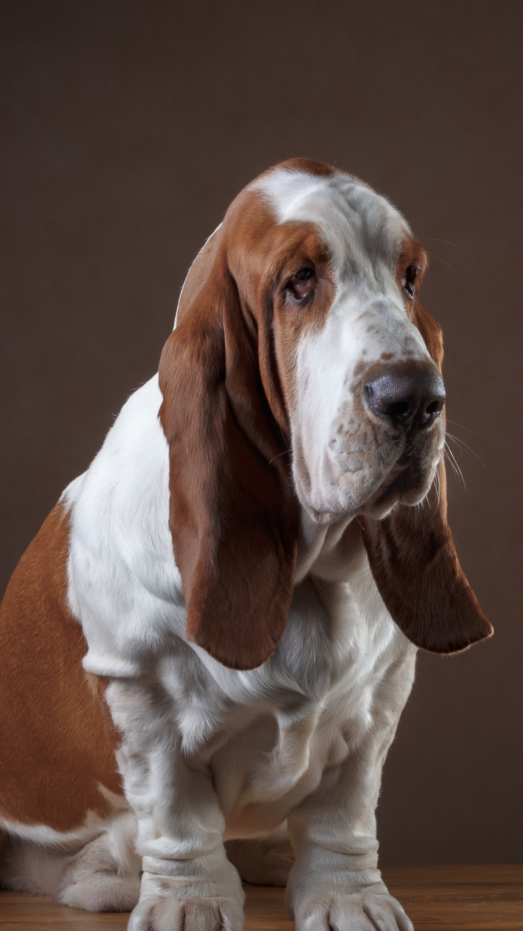 Braun-weißes Kurzes Fell Kleiner Hund. Wallpaper in 1080x1920 Resolution